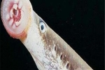 英国的吸血鬼鱼七鳃鳗 被吸生物