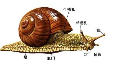 蜗牛最不起眼 却很强大