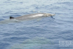 罕见朗曼喙嘴鲸 全球仅确认5头存活