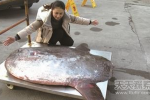 慈溪现巨型怪鱼