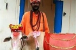 印度人和牛可以结婚 还可