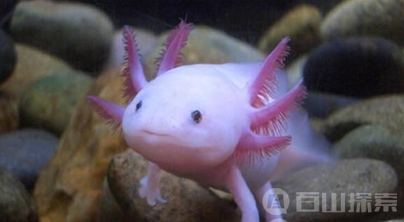 十种超怪异的海洋生物 小猪章鱼最可爱
