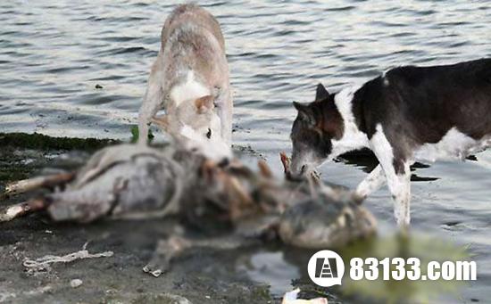 野狗啃食通过印度恒河水葬的尸体
