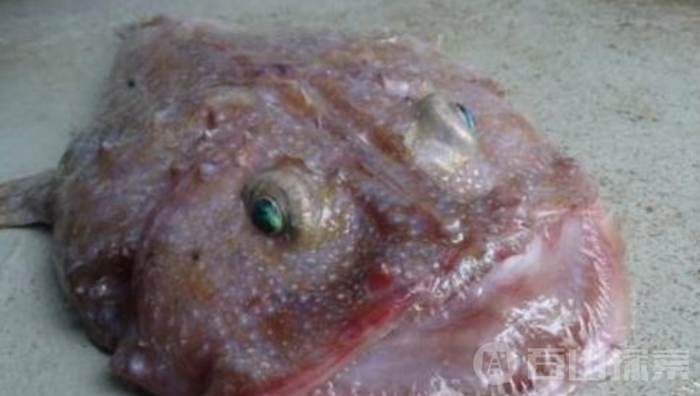 十种超怪异的海洋生物 小猪章鱼最可爱