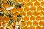 解密：蜂蜜中的乳酸菌或可用作另类抗生素