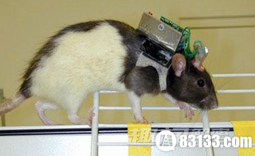 科学家 芯片 老鼠 遥控 技术