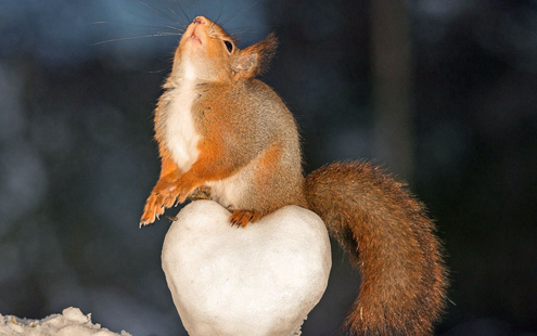 浪漫唯美好甜蜜可爱松鼠情人节 微信背景图片