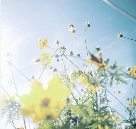 阳光下的花朵唯美小清新图片