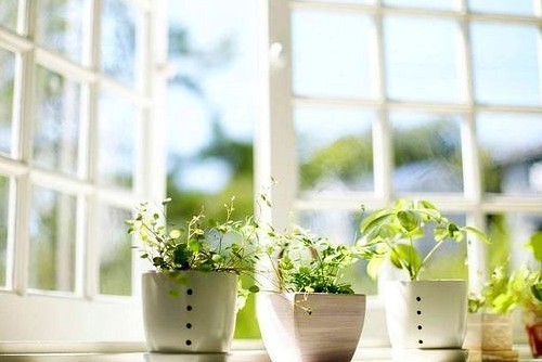 窗台上那充满阳光气息的小清新花朵图片