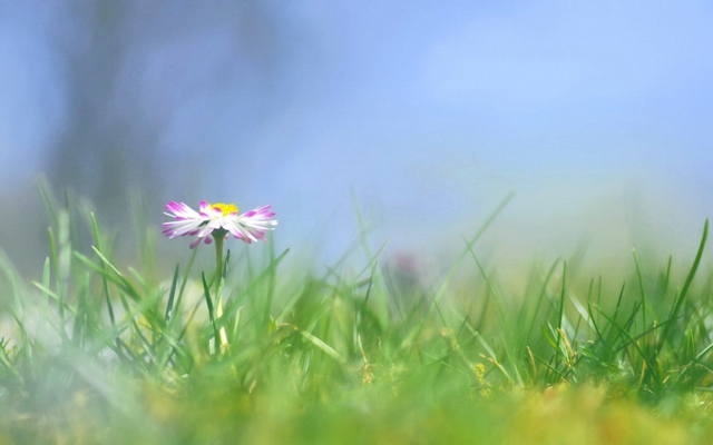 清新淡雅的花草唯美意境图片