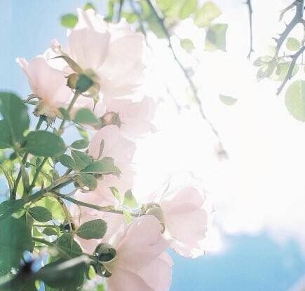 阳光下的花朵唯美小清新图片