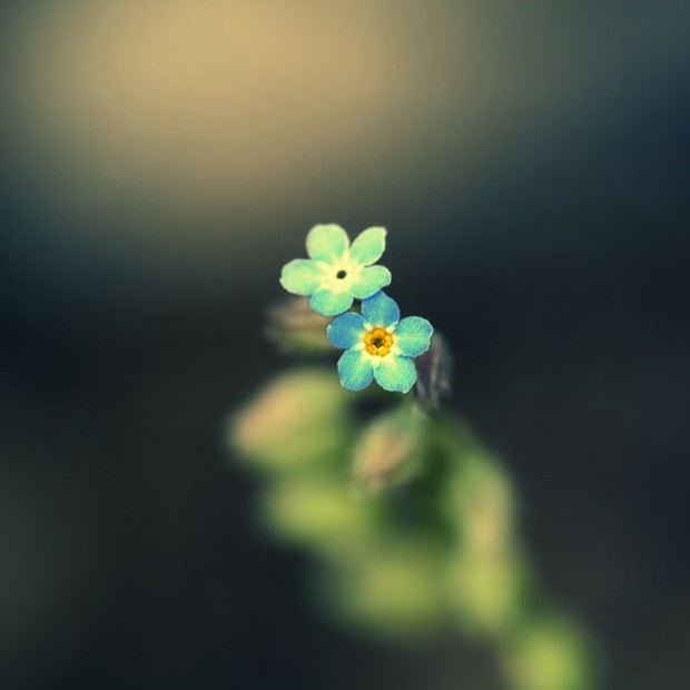 一朵为谁而开的花朵  小清新唯美图片微信背景图片