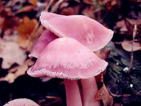 喜欢就该好好珍惜  色彩鲜艳的小 蘑菇小清新图片