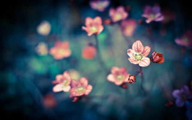 清新淡雅的花草唯美意境图片