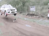 狗狗获救动态图片 赛车凌空飞起真实动态图