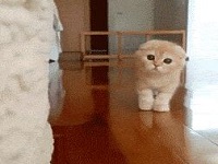 猫咪视频搞笑视频gif 猫咪