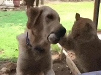 猫狗搞笑视频gif