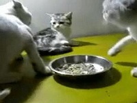 猫咪家庭搞笑视频gif 动态