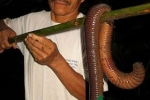 世界上最长的巨型蚯蚓 吓傻了！