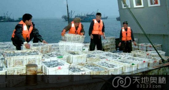 据朝鲜《劳动新闻》6月4日报道，自今年3月鱼群出现在朝鲜西海岸之后，朝鲜黄海南道梦金浦港口的捕鱼船便开始热火朝天地开始捕鱼作业。