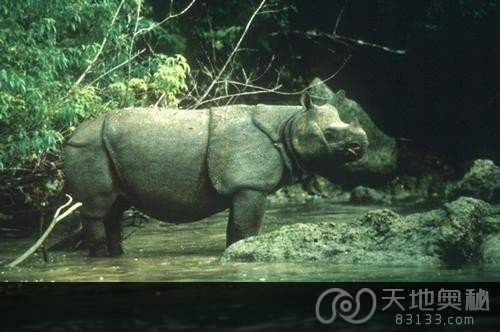 世界上十大濒临灭绝的珍稀动物 好好保护！