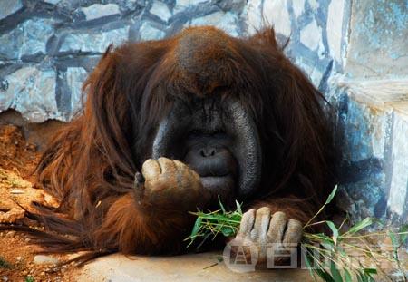 乐乐是红毛猩猩中的婆罗洲猩猩