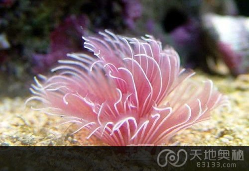 深藏海底的十大最美珊瑚