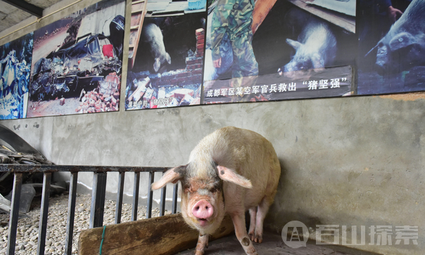 汶川地震中的“猪坚强” 仍活着 住一室一厅专人伺候