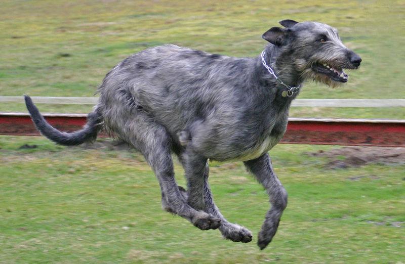 世界上最大的狗排名第8、爱尔兰猎狼犬