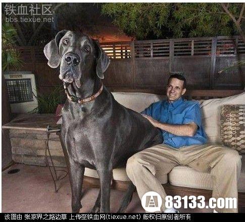 世界上最大的狗排名第2、大乔治犬