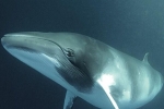 日本南极偷猎鲸鱼 日本人对鲸鱼有特殊的情结