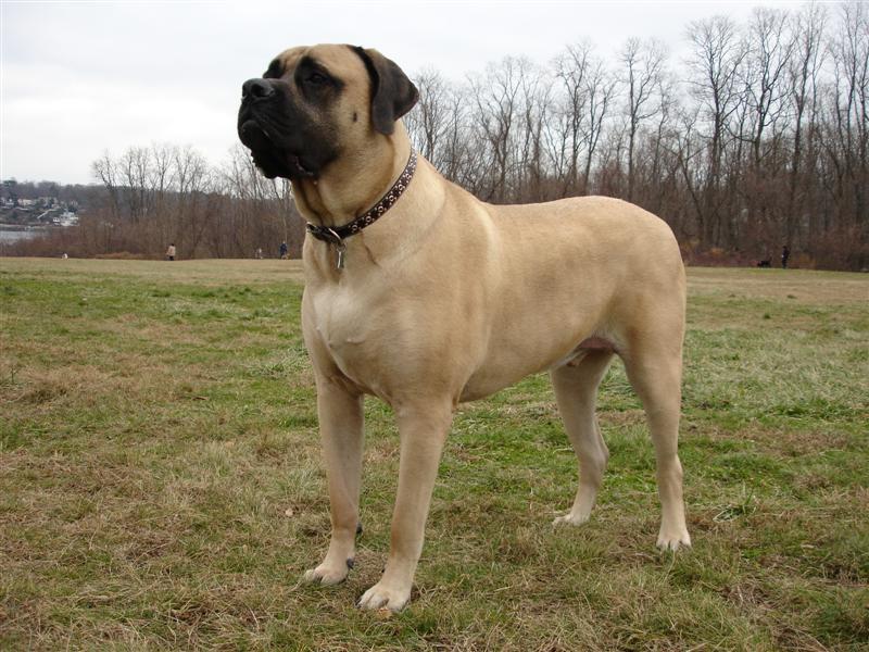 世界上最大的狗排名第10、马士提夫犬