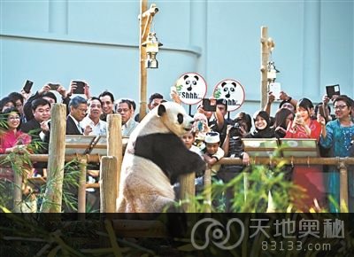 赴马来西亚大熊猫与游人见面