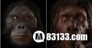 揭秘人类脸部进化史 ：越来越耐打？