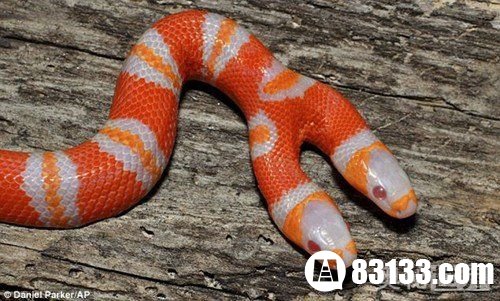 美国发现奇特的白化双头蛇