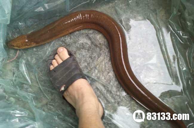 世界上最大的黄鳝与人脚对比