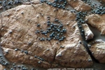 新发现！火星蓝莓为陨石残余不是有水证据