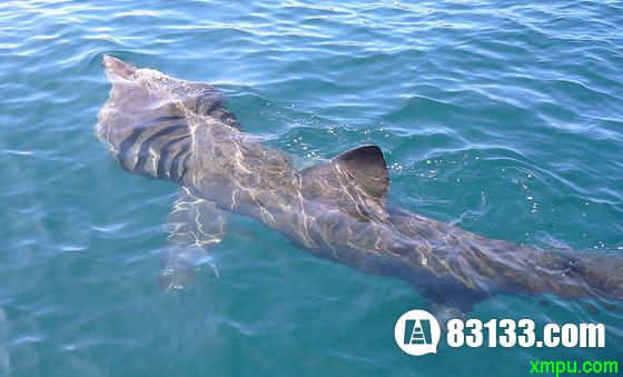 世界第二大鲨鱼加勒比海姥鲨50年前神秘消失