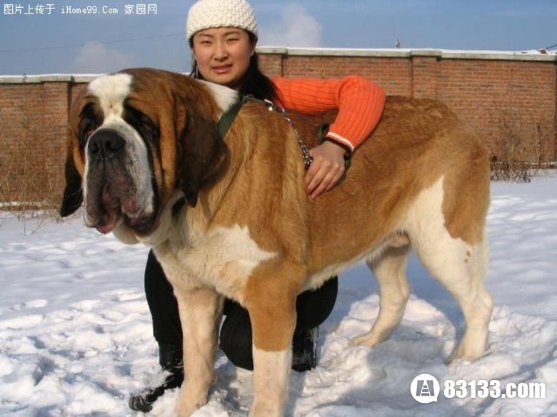 世界上最大的狗排名第5、圣伯纳犬