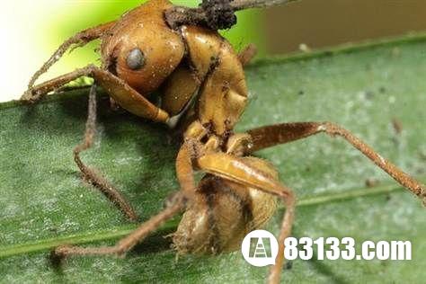 巴西雨林新型物种僵尸蚂蚁的来历