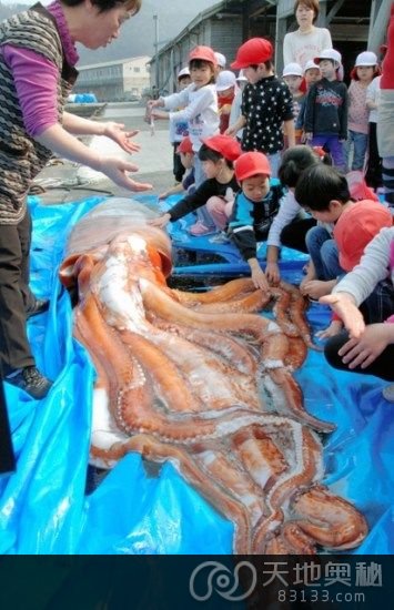 日本一渔民25日在300米外海域捕海螺时，意外抓到1条4米多长的“大王乌贼”。