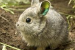 震惊：哥伦比亚盆地侏儒兔已灭绝