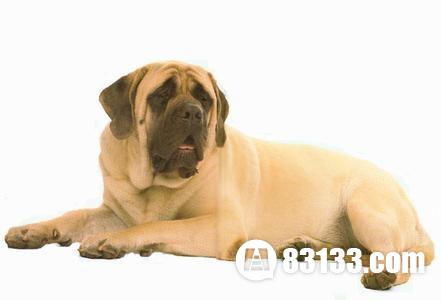 世界上最大的狗排名第1、凯尔犬