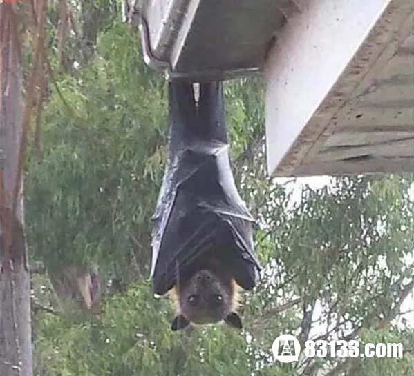 巨型蝙蝠貌似巨大的吸血鬼 毛骨悚然！