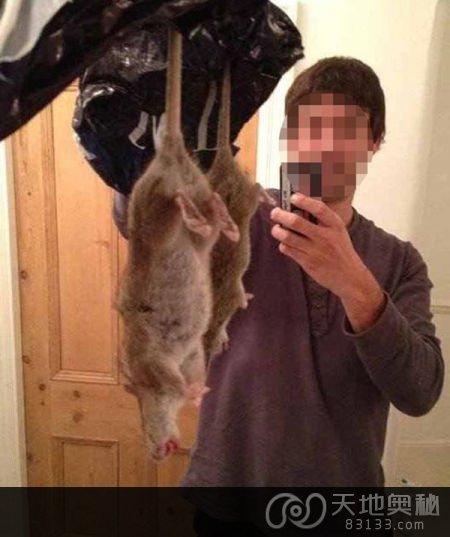 利物浦惊现巨型老鼠，长达60厘米，对鼠药免疫。 