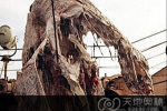 解秘日本1977年巨型海怪腐尸事件之迷
