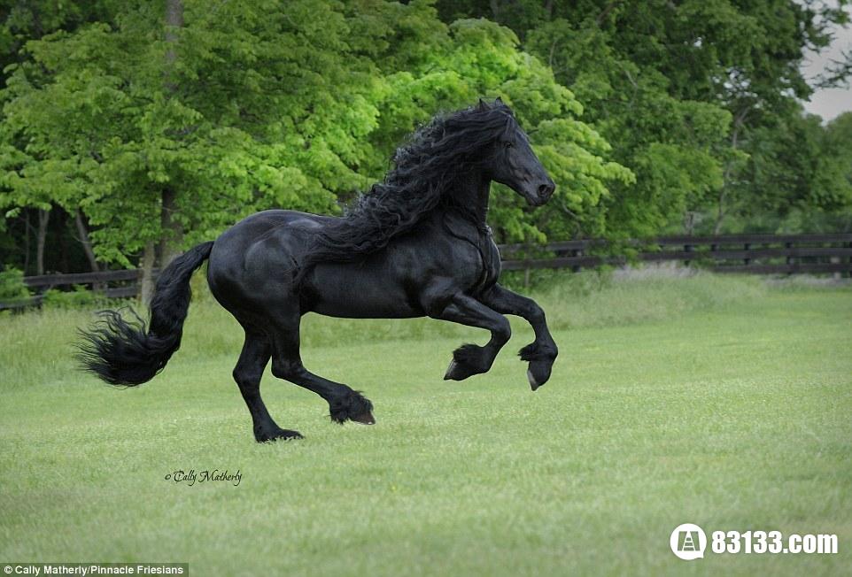 世界上最帅的马