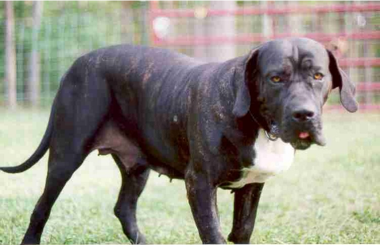 世界上最大的狗排名第7、巴西菲勒犬