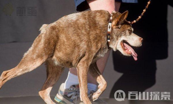 参加加州佩塔卢马的全世界最丑狗大赛