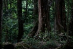 世界上最阴森的森林迷宫：日本青木原森林